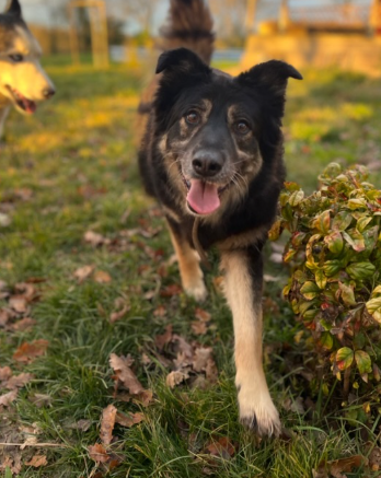 olaf_dog